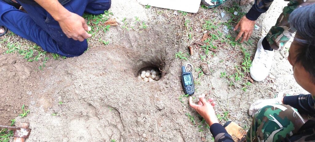 The turtle eggs nest was discovered on a flood prone beach of Koh Thalu, Prachuap Khiri Khan. Photo Prachuap Khiri Khan Public Relations Department. 